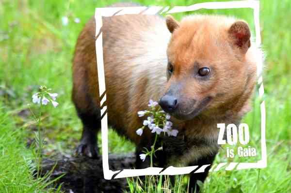 Boshonden GaiaZOO